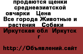 продаются щенки среднеазиатской овчарки › Цена ­ 30 000 - Все города Животные и растения » Собаки   . Иркутская обл.,Иркутск г.
